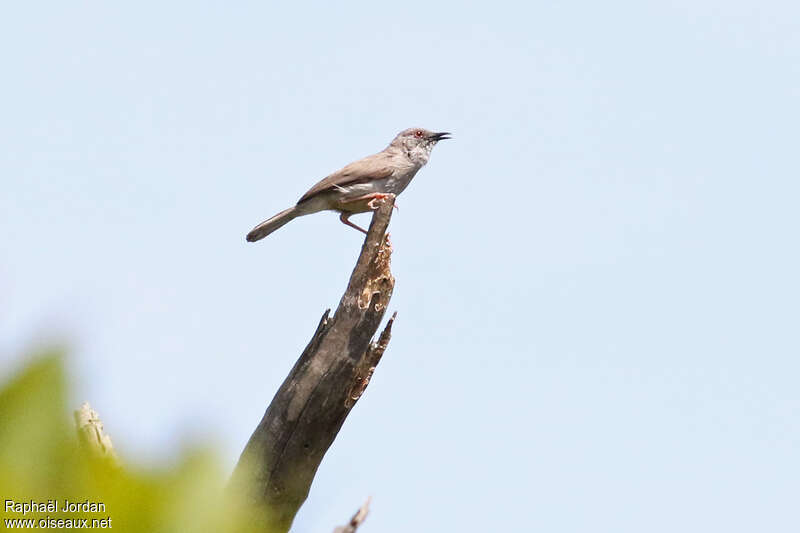 Camaroptère du miomboadulte, identification, chant