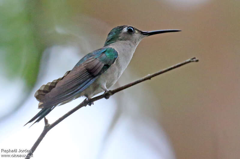 Wedge-tailed Sabrewing female adult, identification