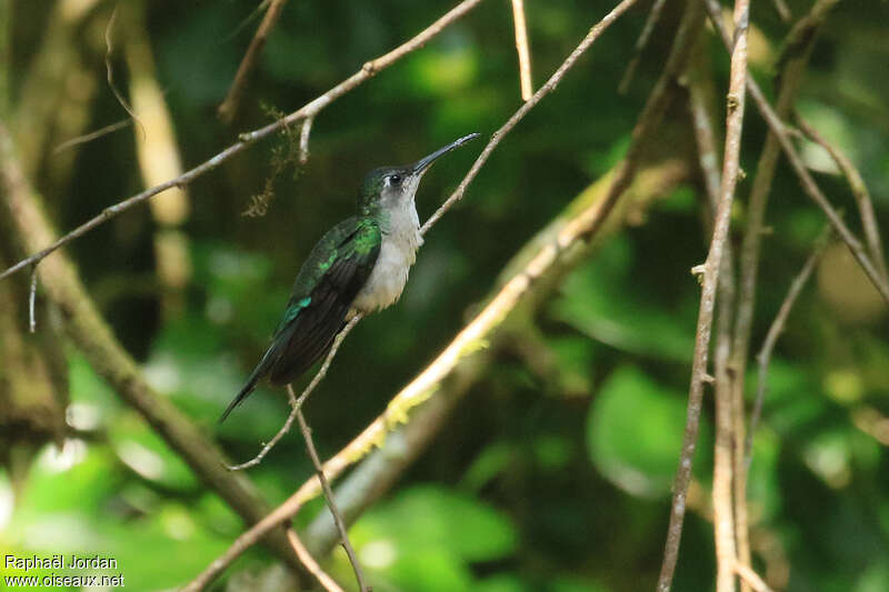 Curve-winged Sabrewing (excellens)adult