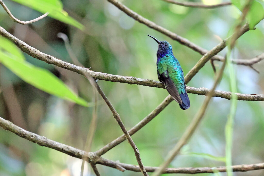 Campyloptère des Santa Marta - Campyloptère de Santa Marta mâle adulte