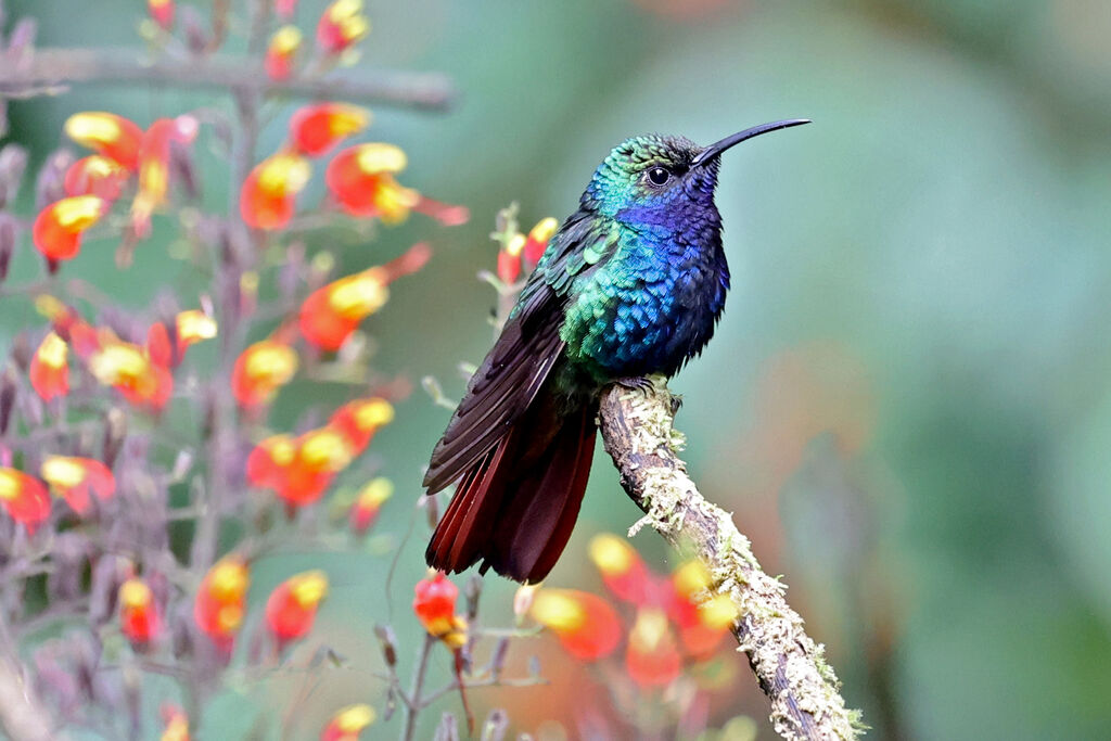 Campyloptère lazulite mâle adulte