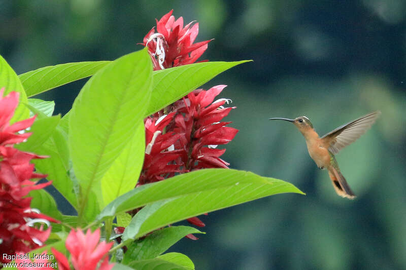 Rufous Sabrewingadult, identification