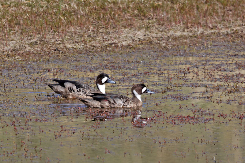 Bronze-winged Duckadult