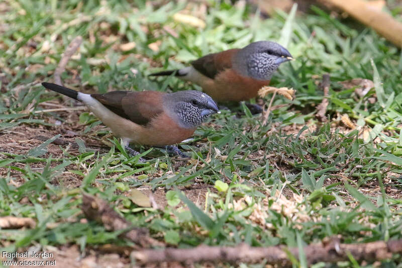 Capucin à tête griseadulte, pigmentation, mange