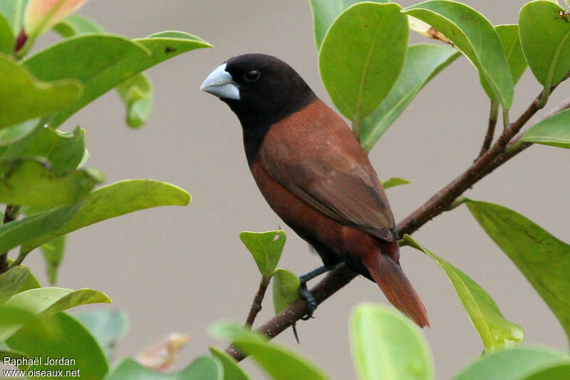 Chestnut Muniaadult, identification