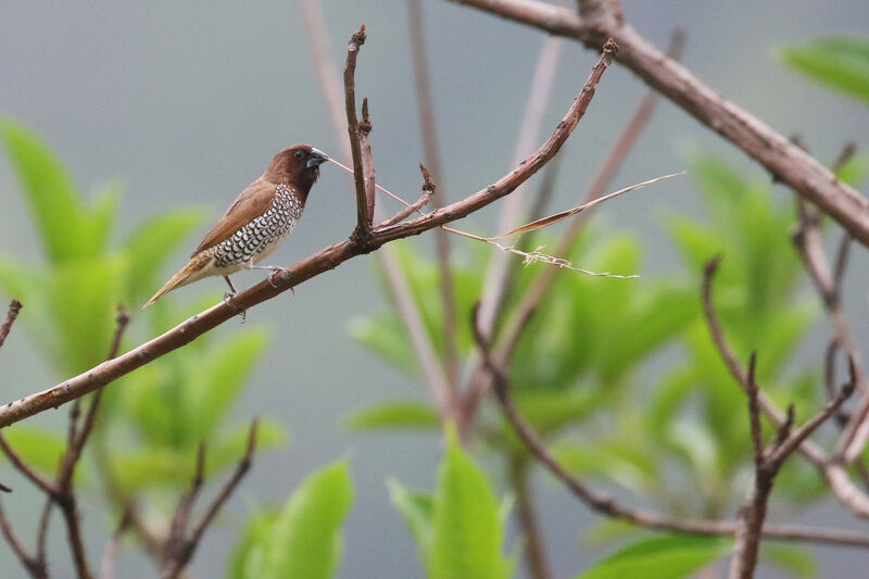 Scaly-breasted Muniaadult breeding, Reproduction-nesting