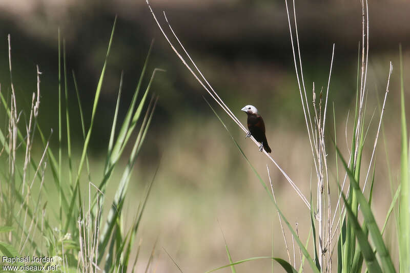 White-capped Muniaadult