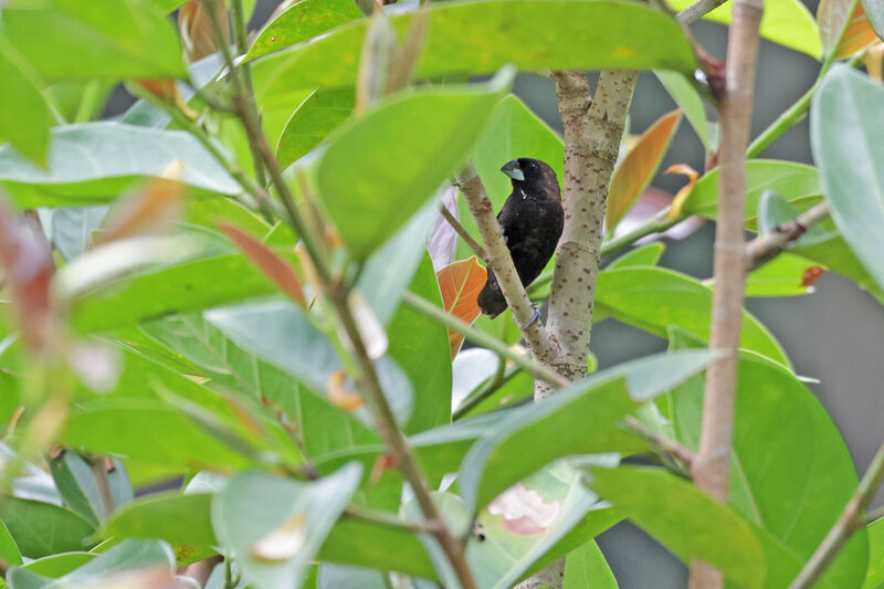 Dusky Munia