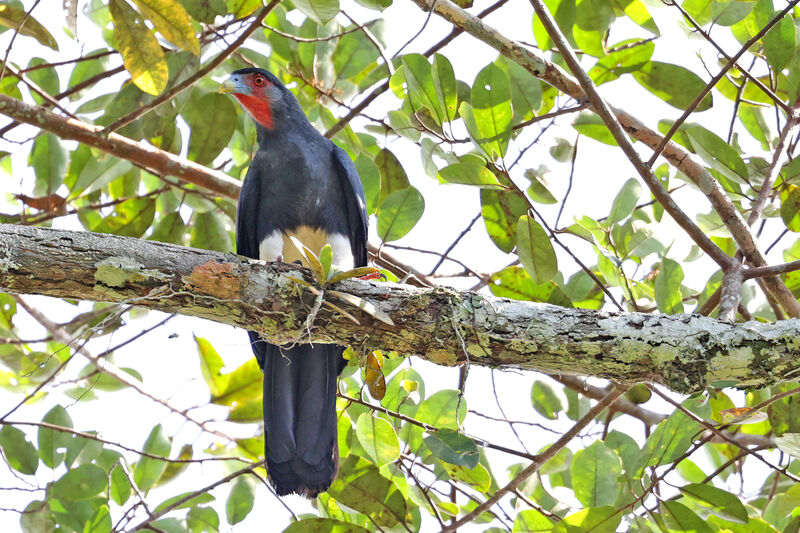 Red-throated Caracara