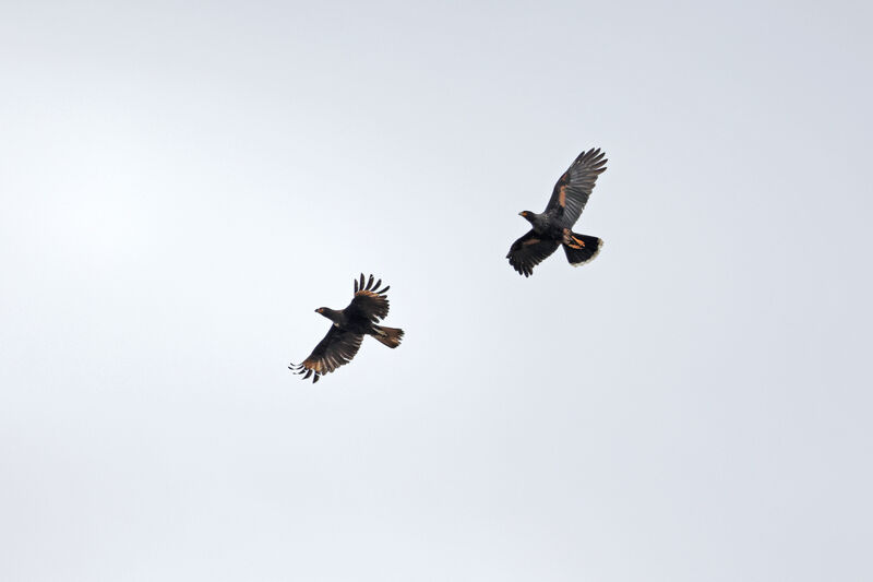 Striated Caracara