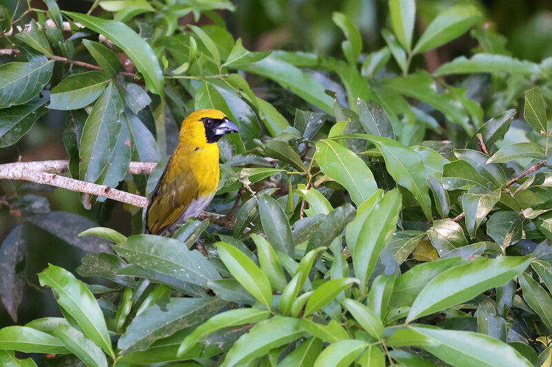 Black-faced Grosbeakadult