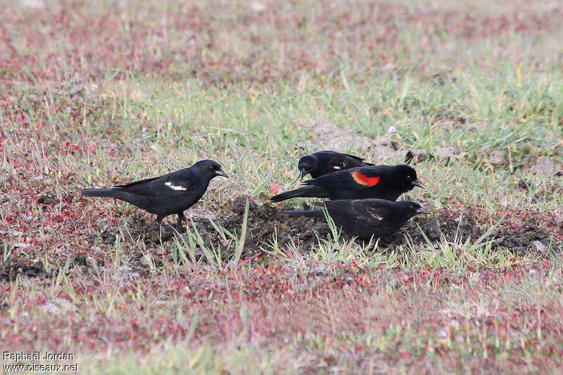 Tricolored Blackbird male adult, identification