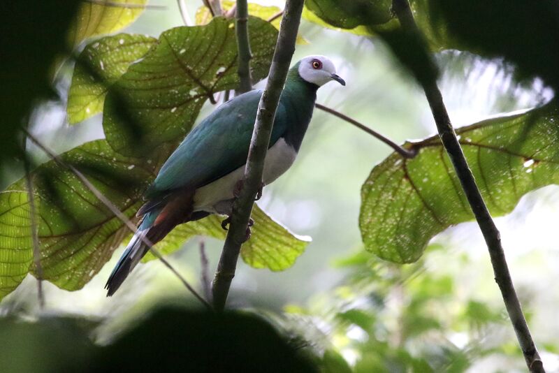 White-bellied Imperial Pigeonadult