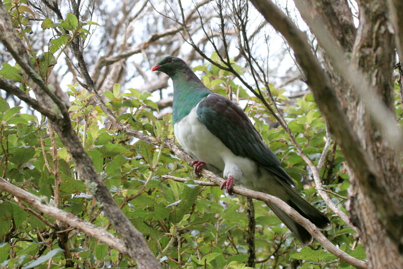 New Zealand Pigeonadult