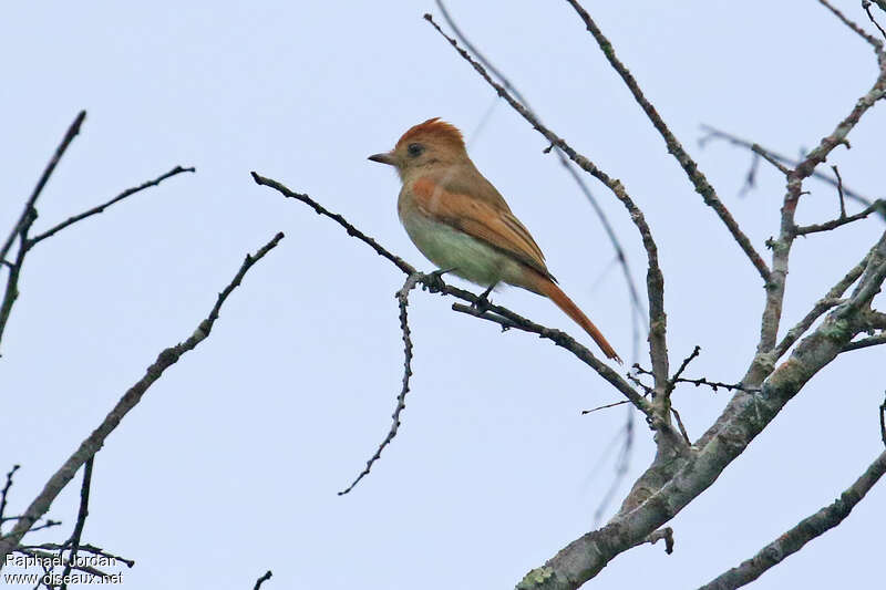 Casiorne à dos brunadulte, identification