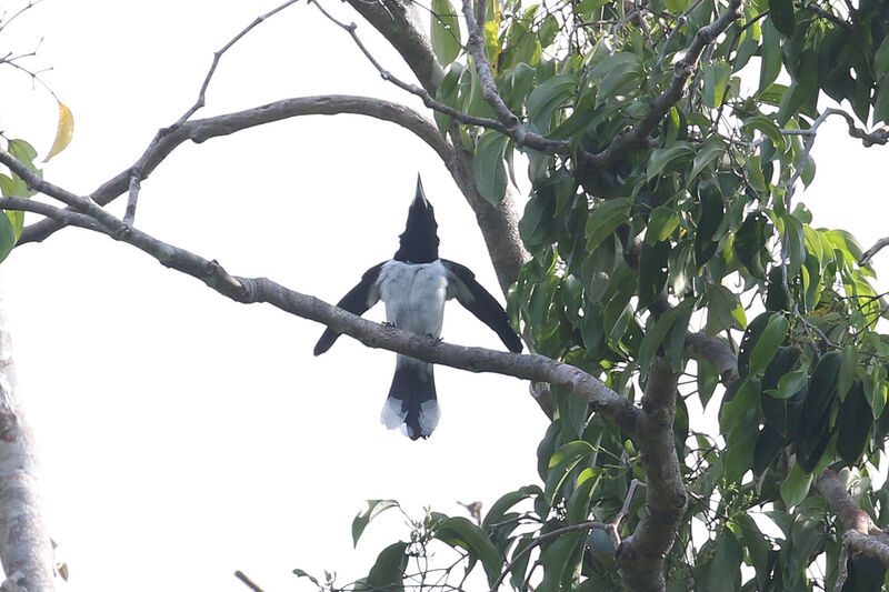 Hooded Butcherbird male adult breeding, courting display