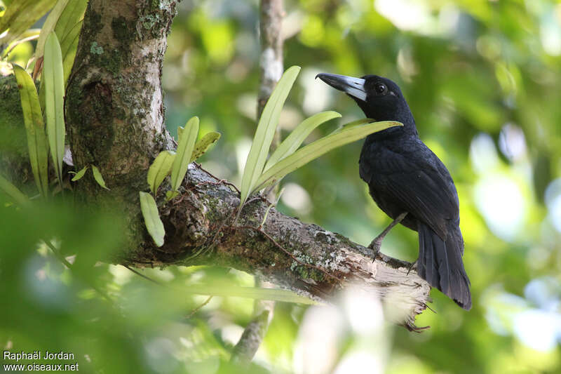 Black Butcherbirdadult, identification