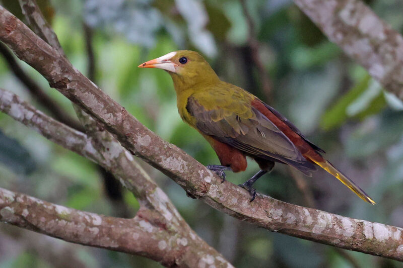 Green Oropendola