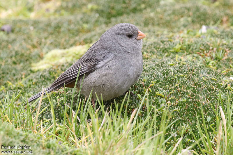 Cataménie terne mâle adulte, identification