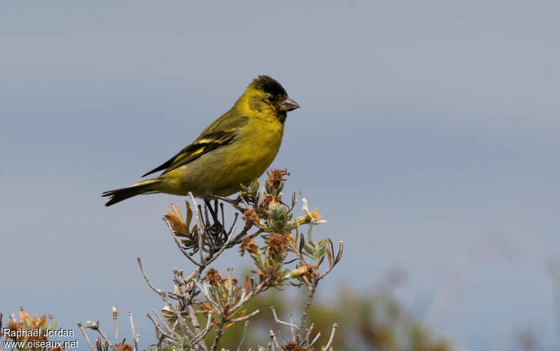 Black-chinned Siskin male adult, identification