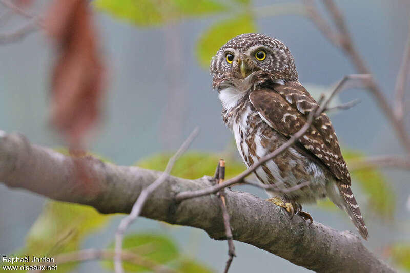 Chevêchette à collieradulte, identification