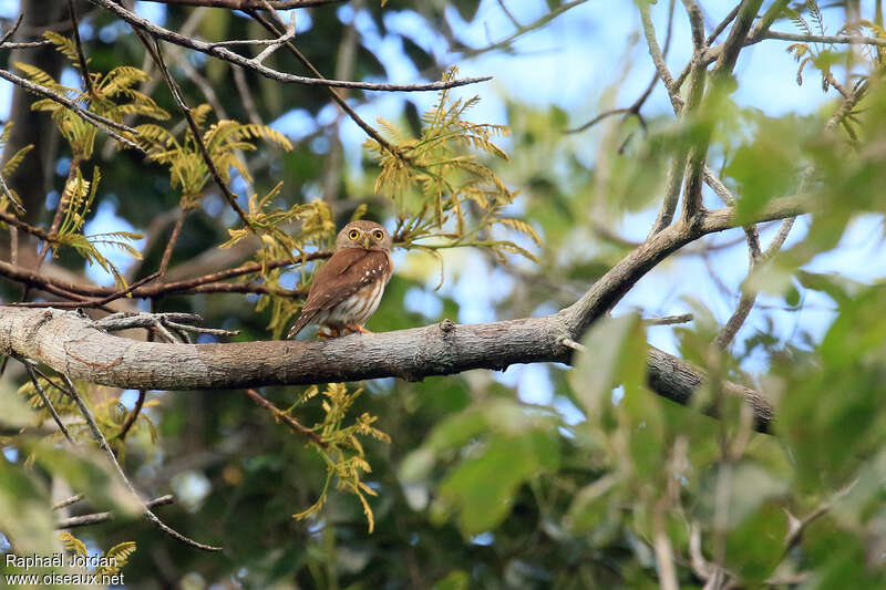 East Brazilian Pygmy Owladult, identification