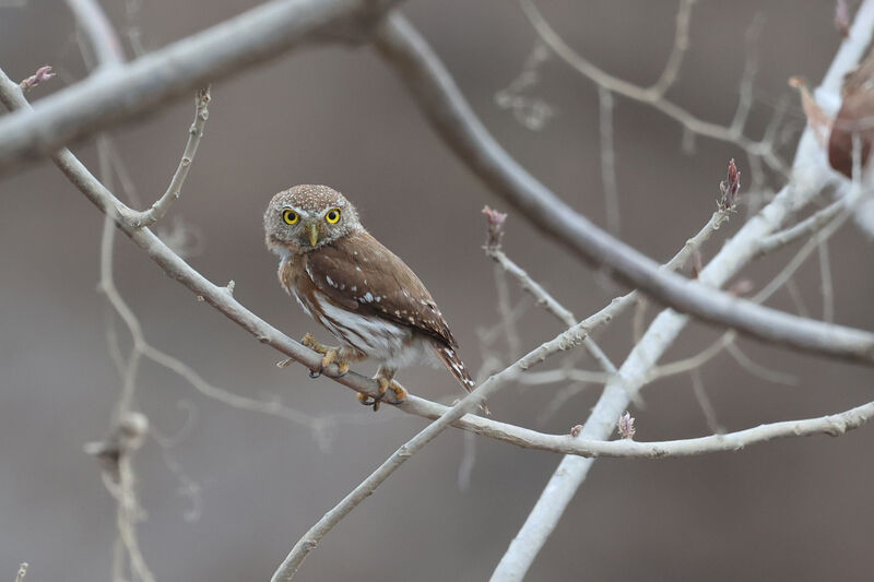 Colima Pygmy Owladult, identification