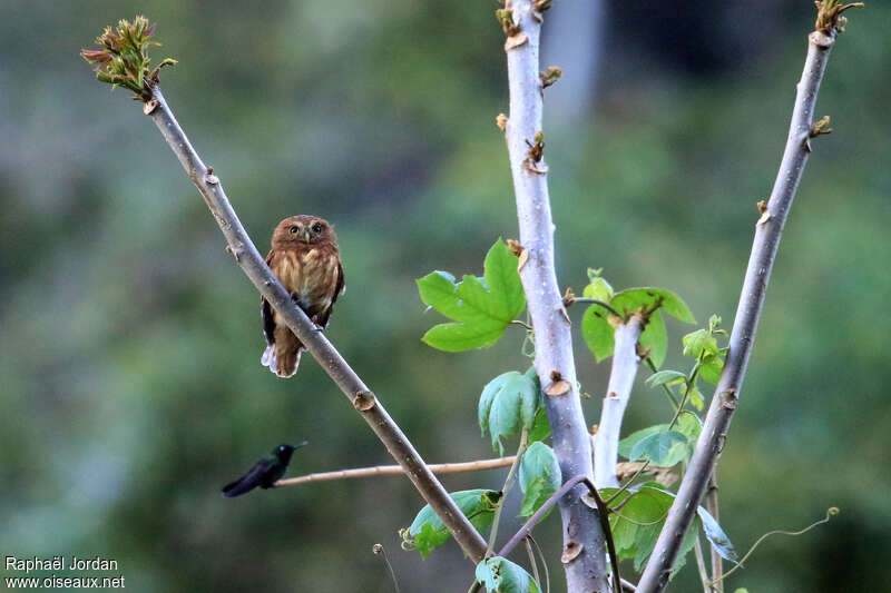 Chevêchette des Andesadulte, identification