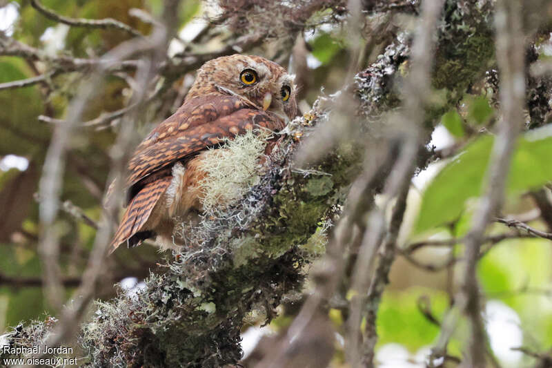 Yungas Pygmy Owladult, identification