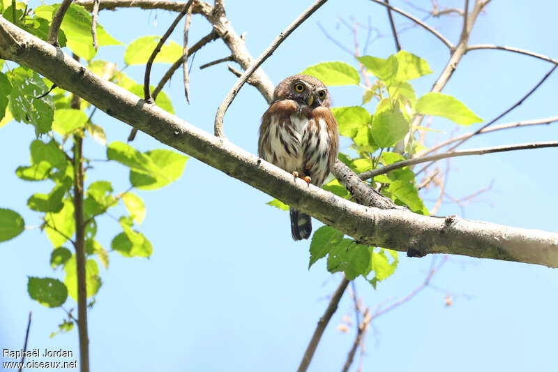 Tamaulipas Pygmy Owladult