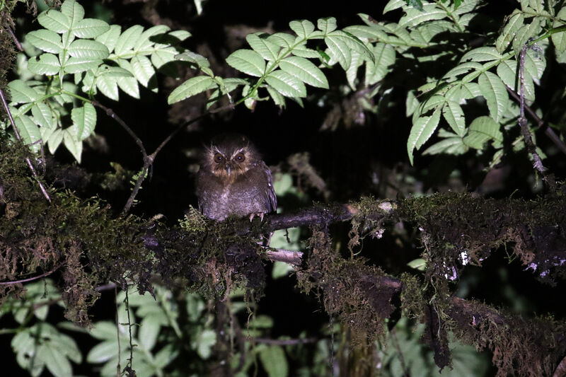 Long-whiskered Owletadult