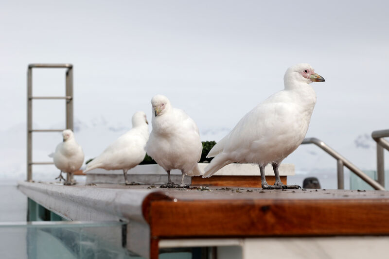 Snowy Sheathbill