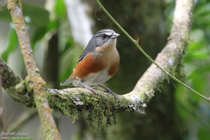 Buff-throated Warbling Finchadult, identification