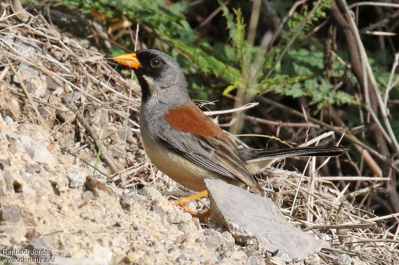 Chipiu à moustachesadulte, identification