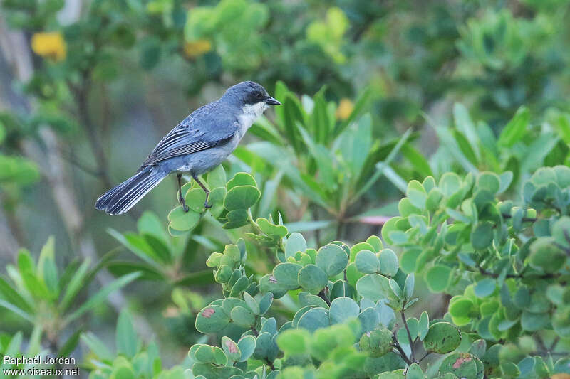 Chipiu à tête cendréeadulte, identification