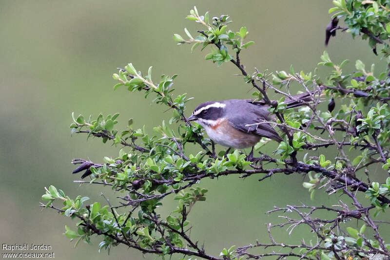 Chipiu alticoleadulte