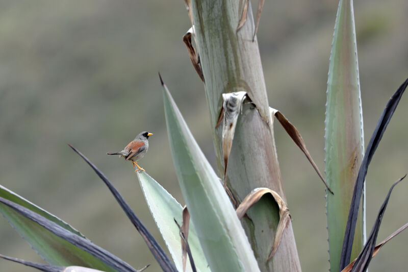 Rufous-backed Inca Finchadult