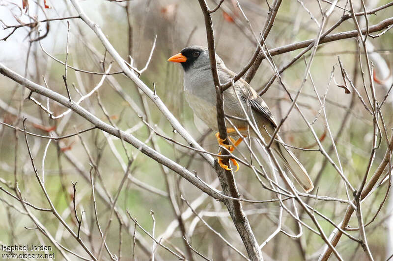 Grey-winged Inca Finchadult, identification