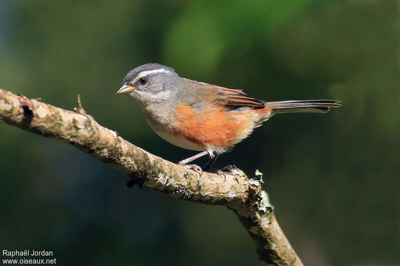 Grey-throated Warbling Finchadult, identification