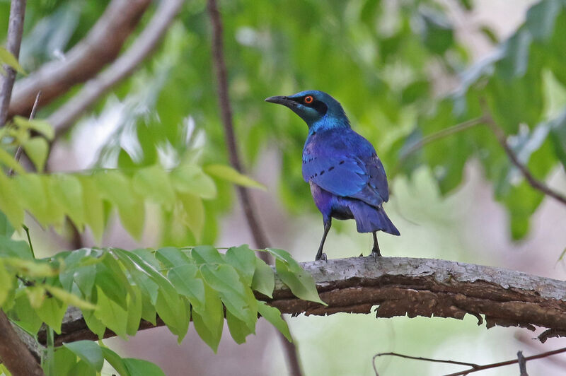 Greater Blue-eared Starlingadult