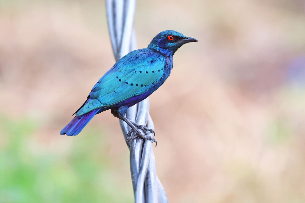 Choucador à queue violette