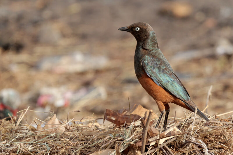 Chestnut-bellied Starlingadult