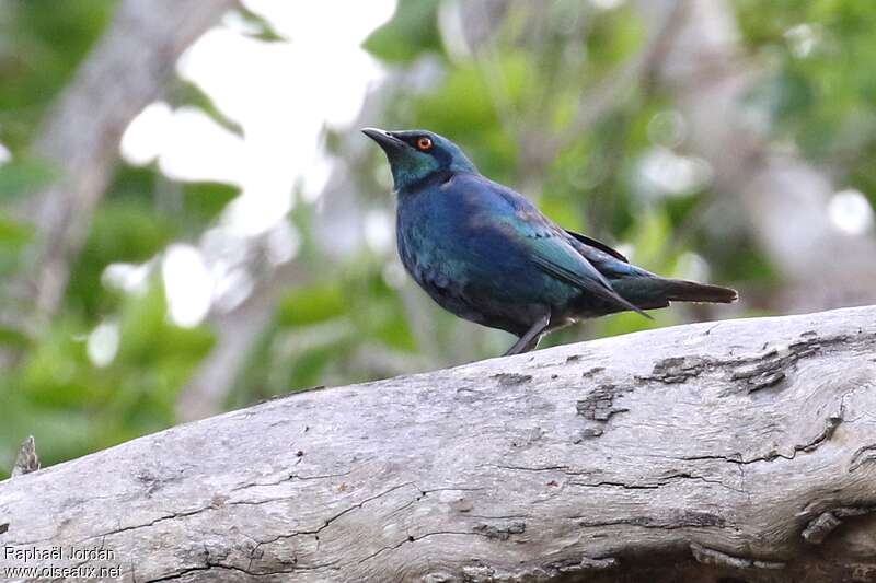 Miombo Blue-eared Starlingadult, identification