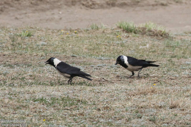 Choucas de Daourieadulte nuptial, habitat, pigmentation, pêche/chasse