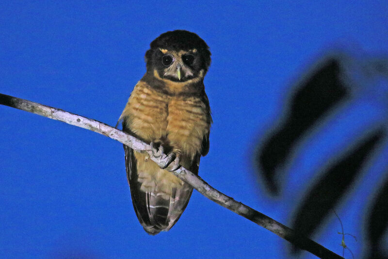 Tawny-browed Owladult