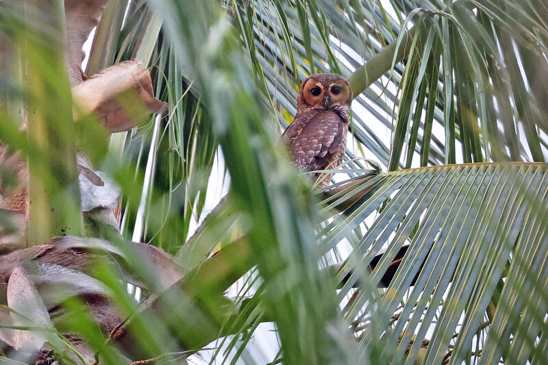 Spotted Wood Owl