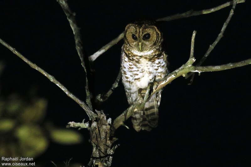 Rusty-barred Owladult