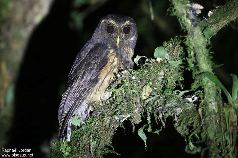 Mottled Owladult, identification