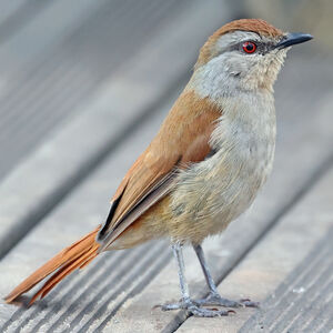 Cichladuse à queue rousse