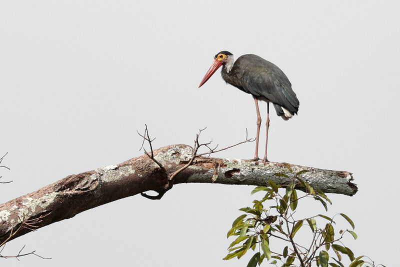 Cigogne de Storm